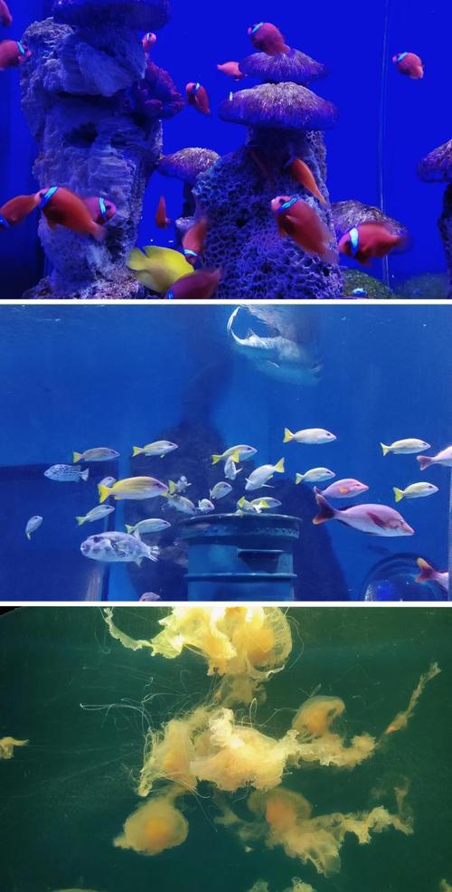 武汉海昌极地海洋世界攻略