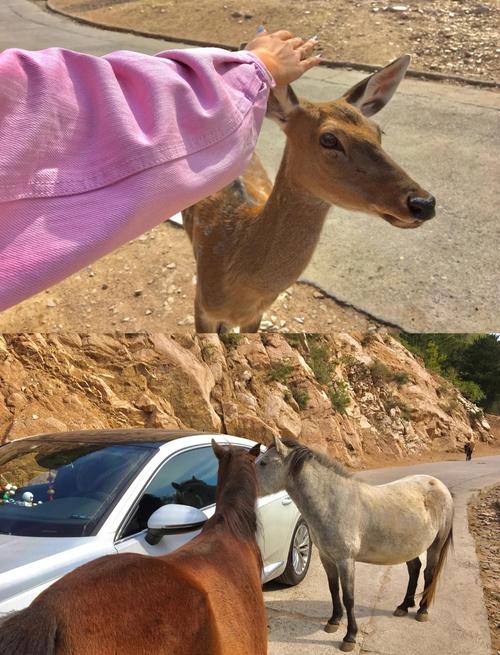 北京八达岭野生动物园攻略