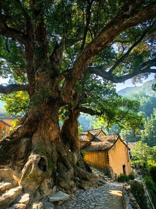 松阳旅游攻略必去的景点