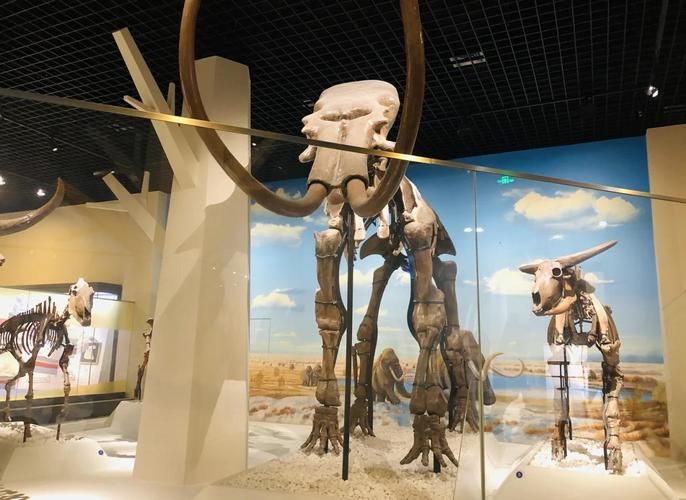 北京自然博物馆游玩攻略