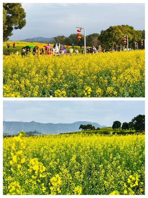 深圳旅游景点油菜花地在哪