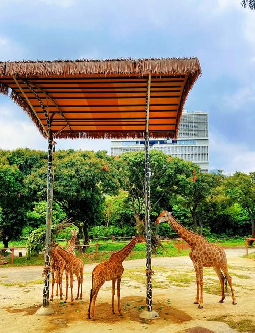 深圳野生动物园旅游攻略