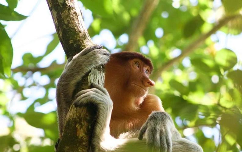 沙巴旅游攻略自由行攻略