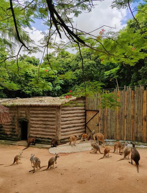 深圳野生动物园游玩攻略