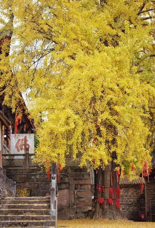 金堂旅游景点大全2025