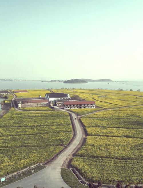 江苏油菜花旅游景点在哪里