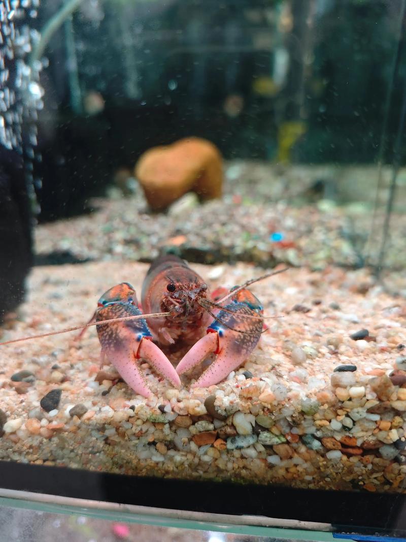 芳村花鸟鱼虫市场攻略