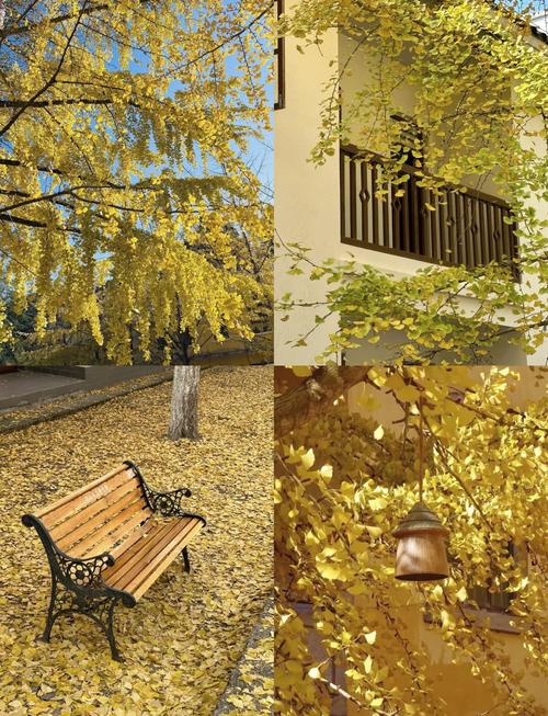 韶关南雄银杏旅游攻略