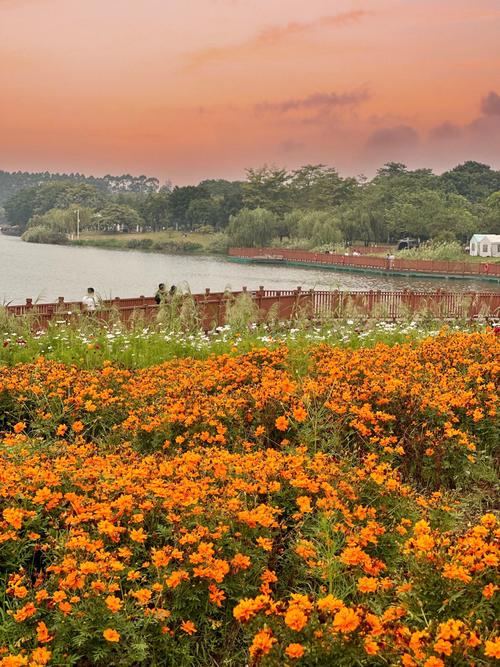 广州哪里有花海旅游景点