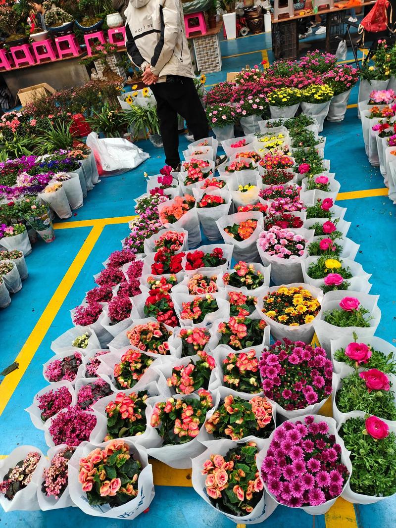 斗南花卉市场买花攻略