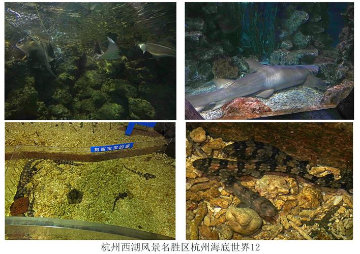 杭州海底世界游玩攻略