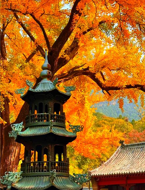 哪里有银杏树旅游景点