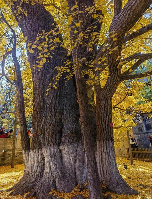 哪里有银杏树旅游景点