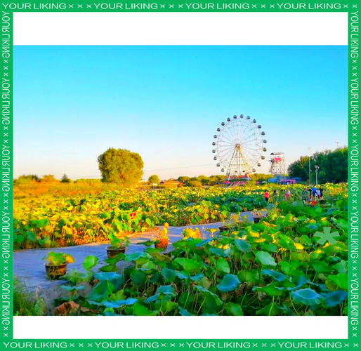 白洋淀旅游攻略自驾游