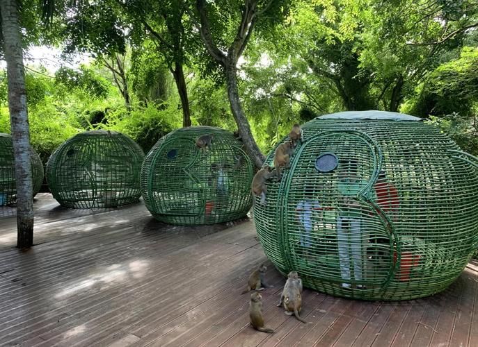 海南有猴子的旅游景点