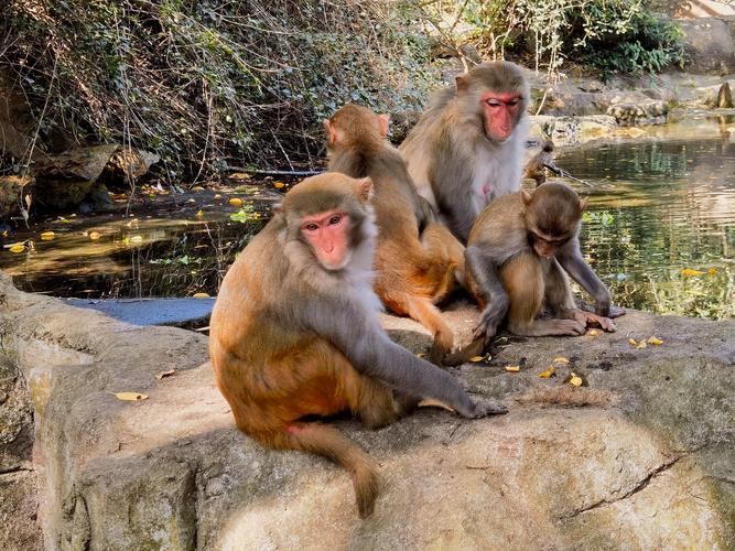 海南有猴子的旅游景点