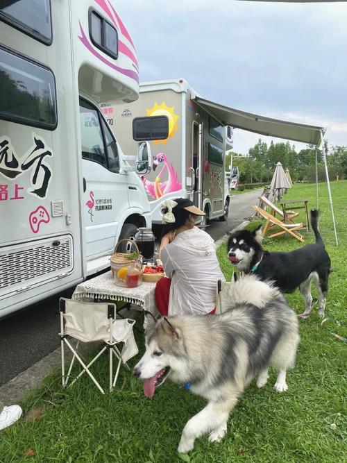 旅游景点允许带宠物吗