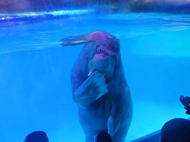 皇家极地海洋世界攻略