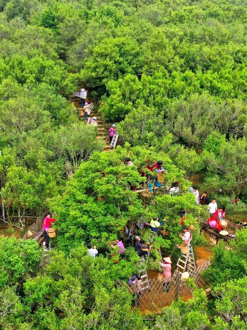 潮州凤凰山自驾游攻略