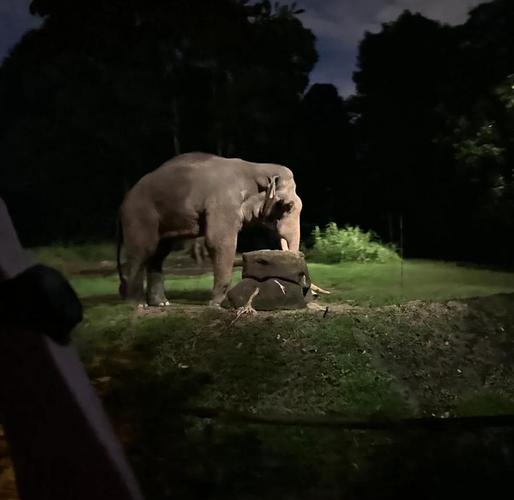 新加坡夜间动物园攻略