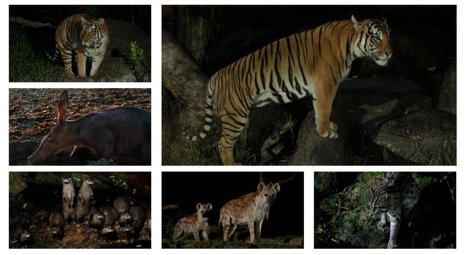 新加坡夜间动物园攻略