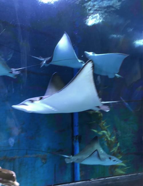 抚顺皇家海洋乐园攻略