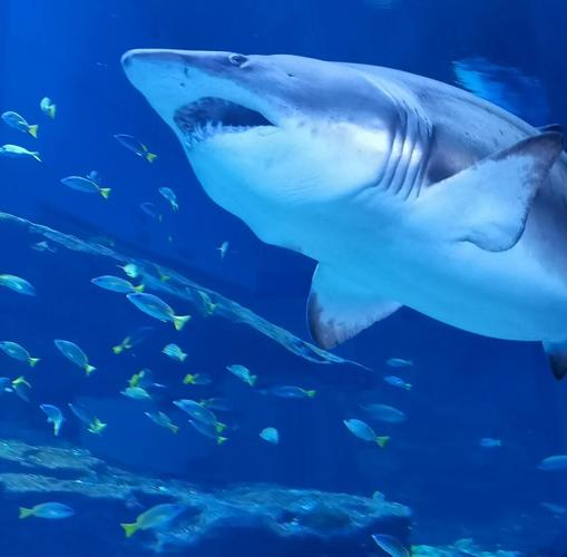 武汉海昌极地海洋攻略