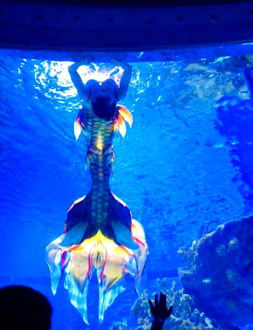 武汉海昌极地海洋攻略