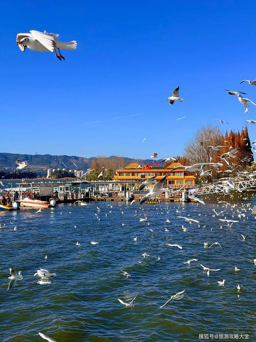 春节云南过年旅游攻略