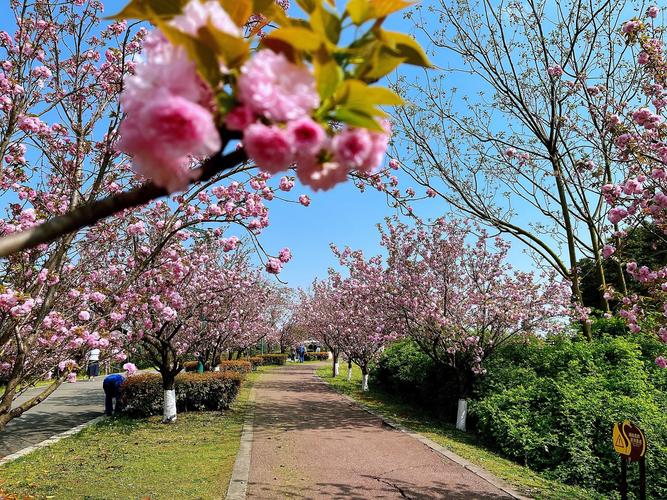 青白江旅游攻略一日游