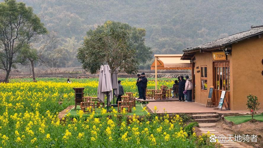 矮红村油菜花旅游景点