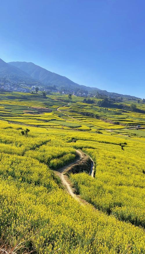 矮红村油菜花旅游景点