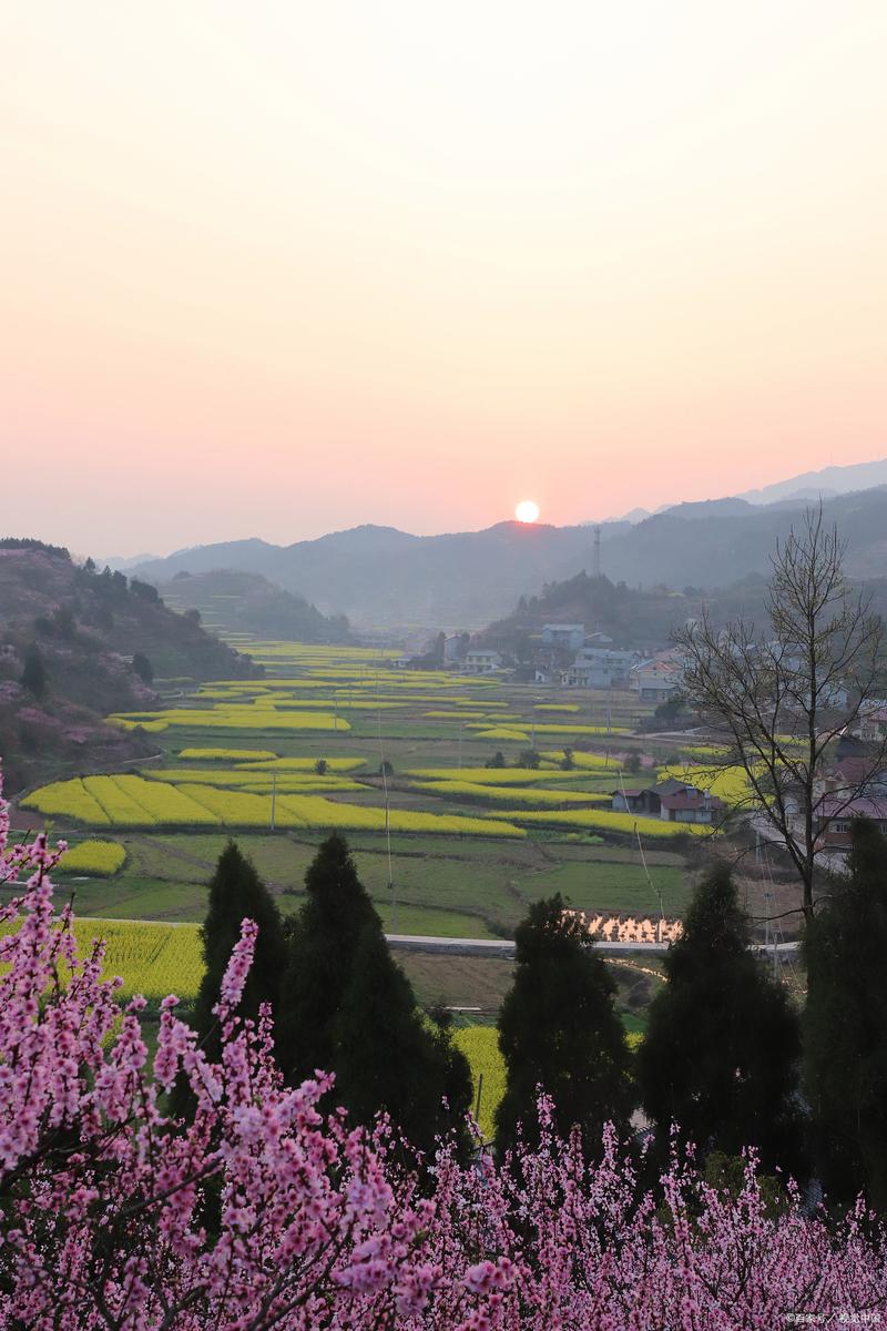 矮红村油菜花旅游景点