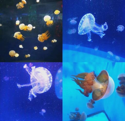 泉城海洋极地世界攻略