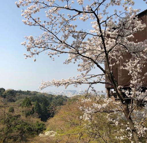 京都大阪奈良旅游攻略