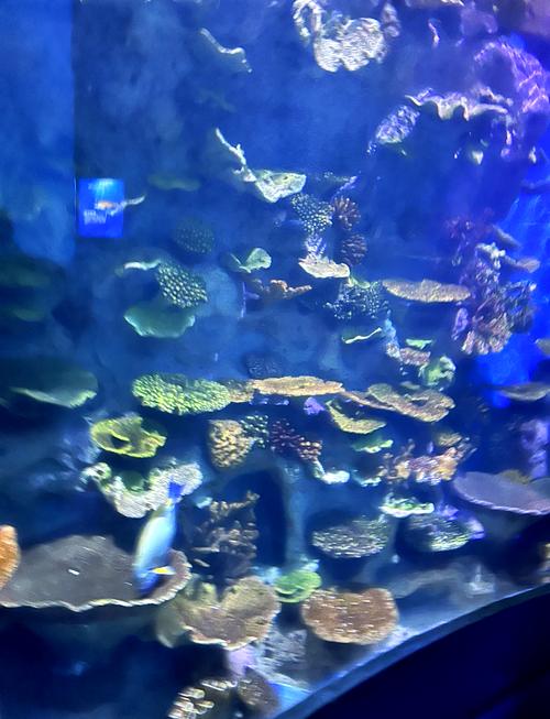 青岛海底世界游玩攻略